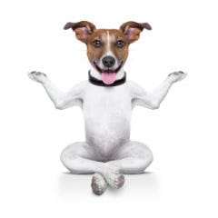 Faire du yoga avec son chien