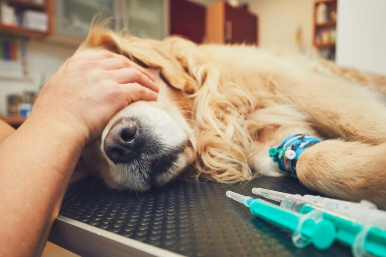 Anesthésie du chien et chat : comment cela se passe-t-il