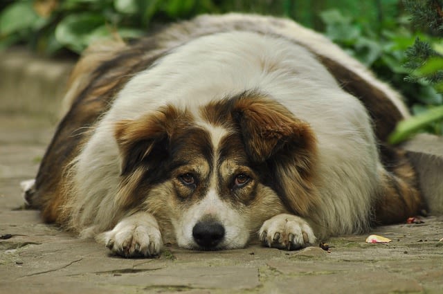 Chien trop gros : que faire ?