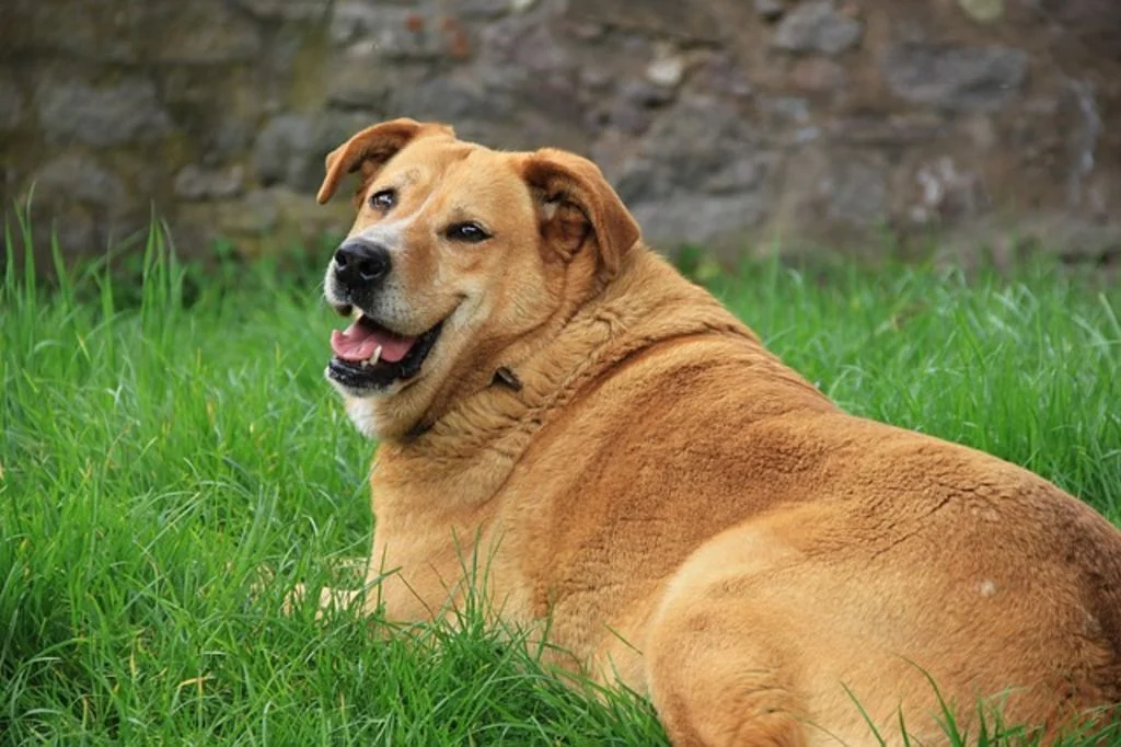 golden trop gros