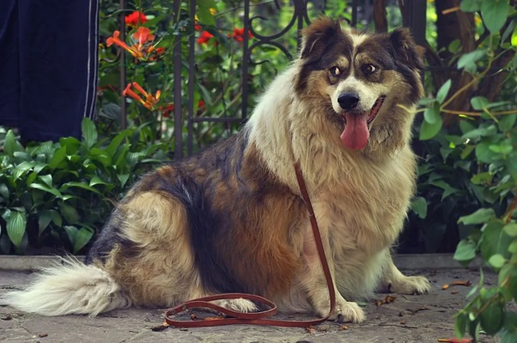 gros chien