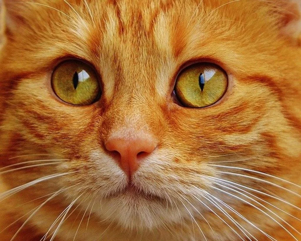 les yeux du chat