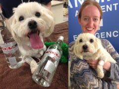 Empoisonné, le chien est soigné à… la Vodka