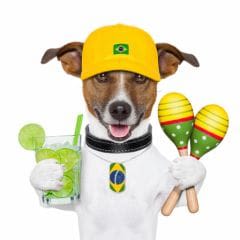 Chiens/chats brésiliens  : pas d&rsquo;opérations de convenance