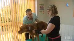 Recrudescence d’empoisonnements de chiens dans l’Hérault