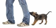Chien ou chat dominant : au secours, mon animal fait la loi !