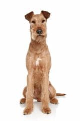 Un test ADN pour l’Irish terrier et le Kromfohrländer