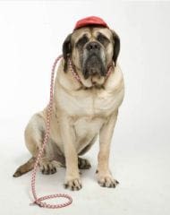 Un successeur pour le mastiff de En famille sur M6