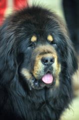 Dogue  tibétain : un chien vendu un prix d’or en Chine