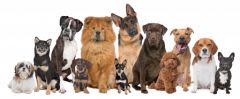 Quels sont les chiens préférés des Français en 2014