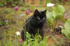 Les dangers du printemps chez le chien et le chat