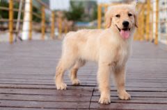 Leishmaniose chez le chien : une opération de dépistage