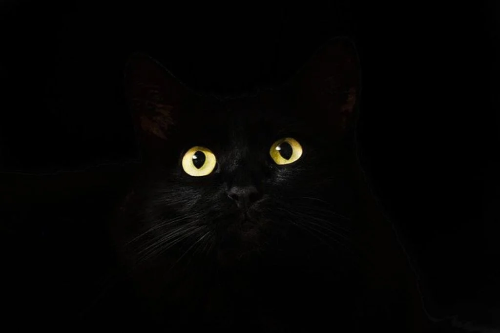 yeux chat