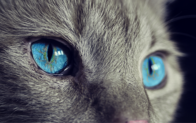 Chat : Œil rouge, œil fermé ou les yeux qui pleurent ?