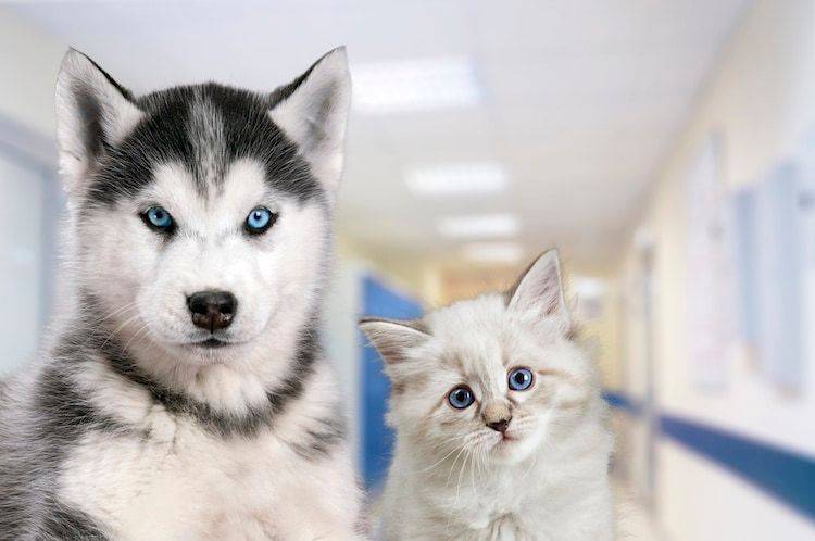 Les animaux sont reconnus comme étant des êtres sensibles