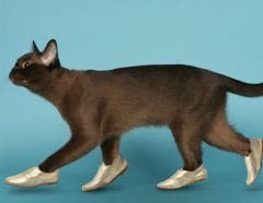 Chaussures pour chats : un 1er avril bien chaussé