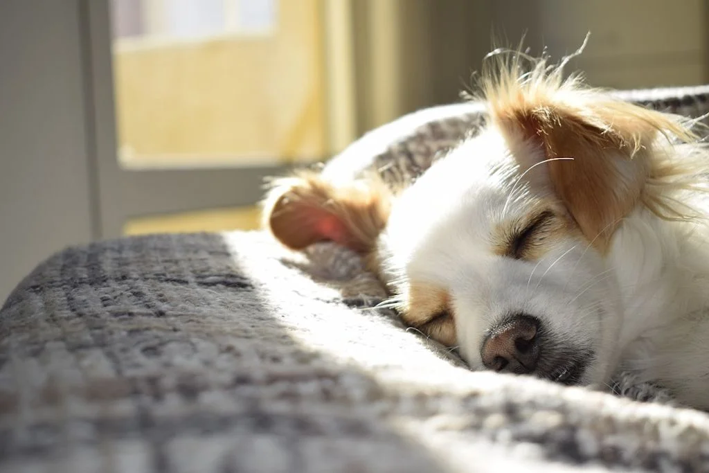 chienne au repos