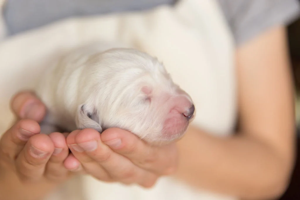 chiot nouveau ne mise bas chienne