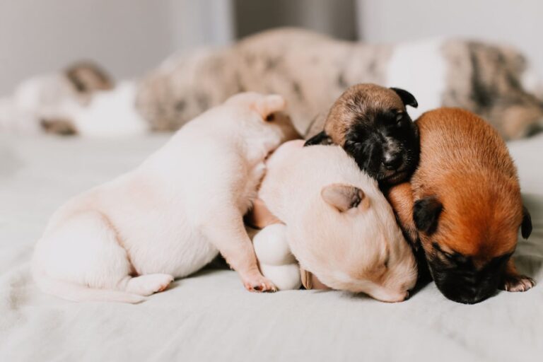 La gestation et la mise bas chez la chienne : déroulement et préparation 