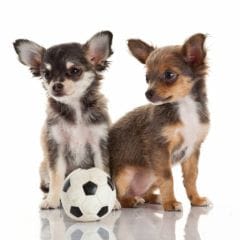 Chihuahua, labrador, bâtards : les chiens préférés des Suisses