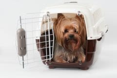 Caisse pour chien et chat : s’en servir de lieu de couchage