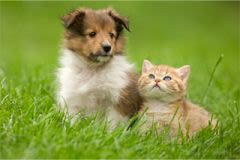 Chien et chats en vacances: ils partent toujours avec nous