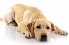 Un nouveau chien appelé à témoigner dans un procès !