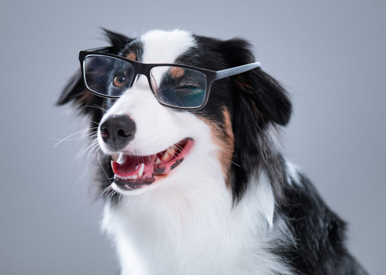 Combien les chiens comprennent-ils vraiment de mots ?