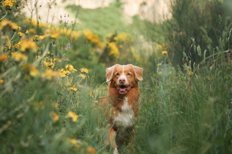 La piroplasmose : un réel danger pour les chiens