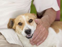 Détection du cancer de la prostate : les chiens performants