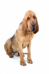 Saint-Hubert : un chien au flair qui assure !