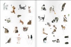 L’Alphachat : à la découverte des chats