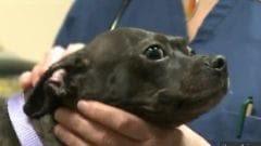 Greffe de peau chez le chien : une première avec le cochon