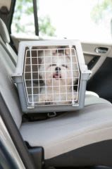 Comment voyager en Suisse avec son chien ou chat