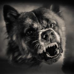 Le moustique est plus dangereux pour l’Homme que le chien