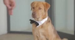 Cannes 2014 : Luke et Body décrochent la Palm Dog