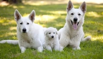 Une chienne donne naissance à des chiots… verts !