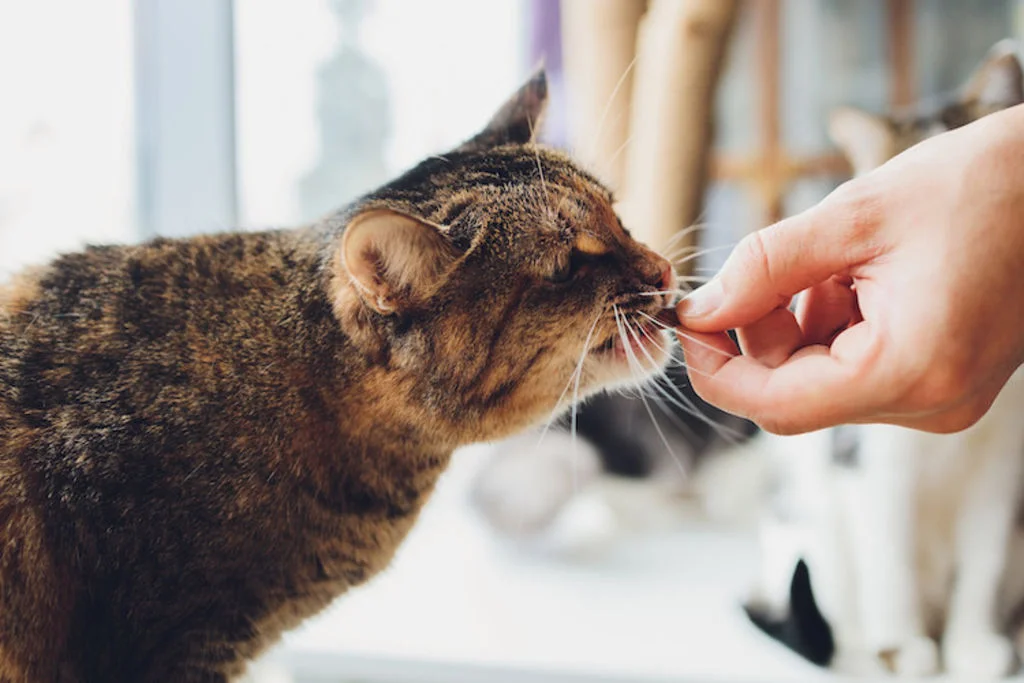 cachet contre les puces et les vers pour le chat