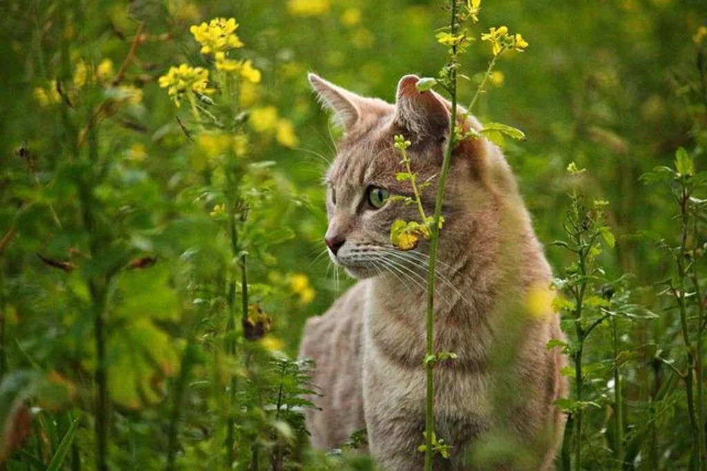 chat et litière