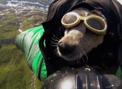 Sport extrême avec son chien : un saut en Base Jumping !