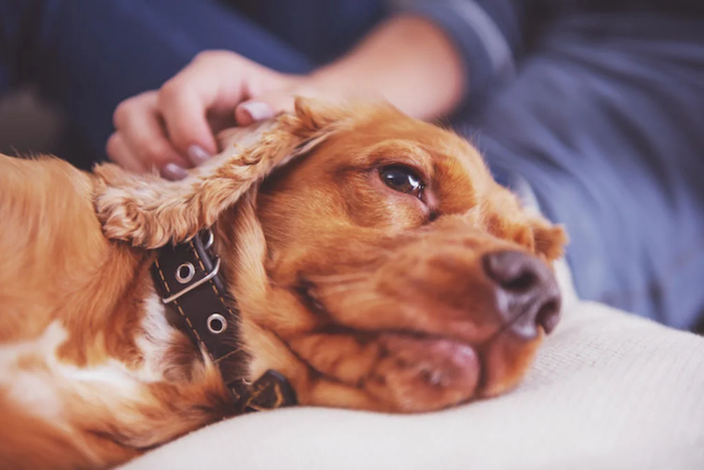 chien_infestation_vers