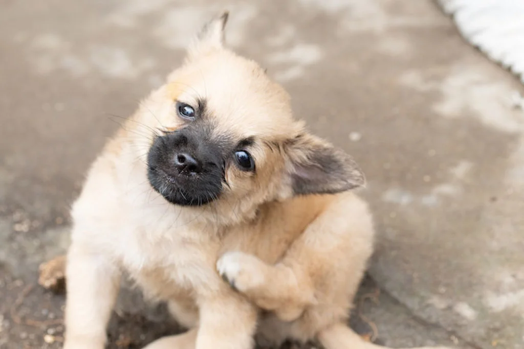 chien_traitement_vers