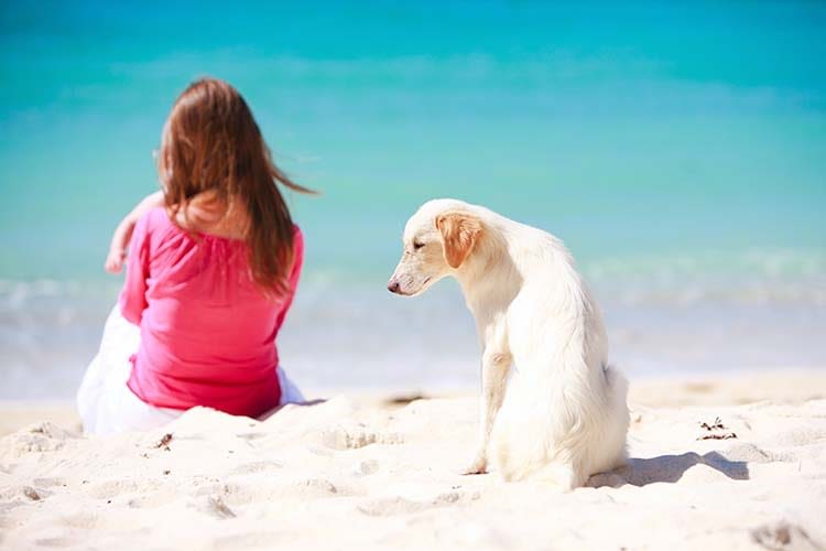 Protéger chiens et chats des méfaits du soleil