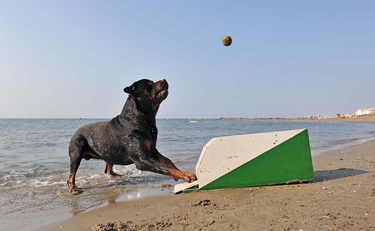 Quelles activités pratiquer en vacances avec son animal ?