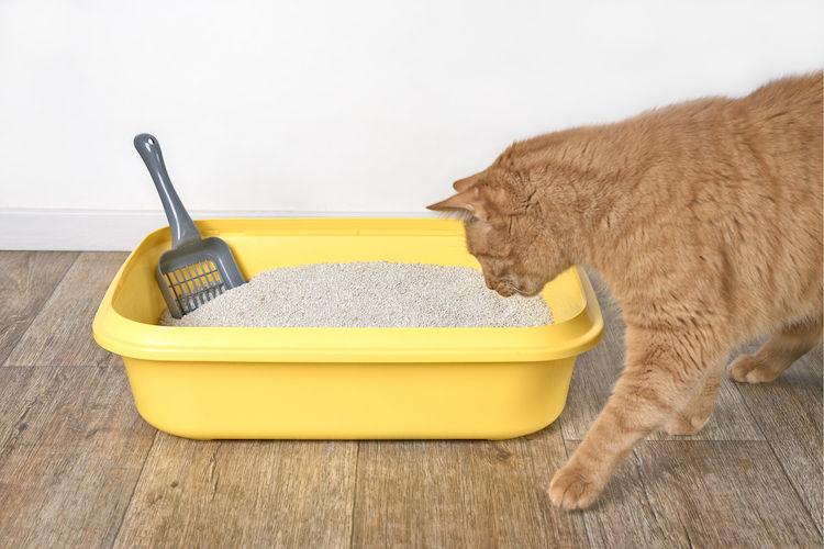 Litière pour chat : laquelle choisir ?