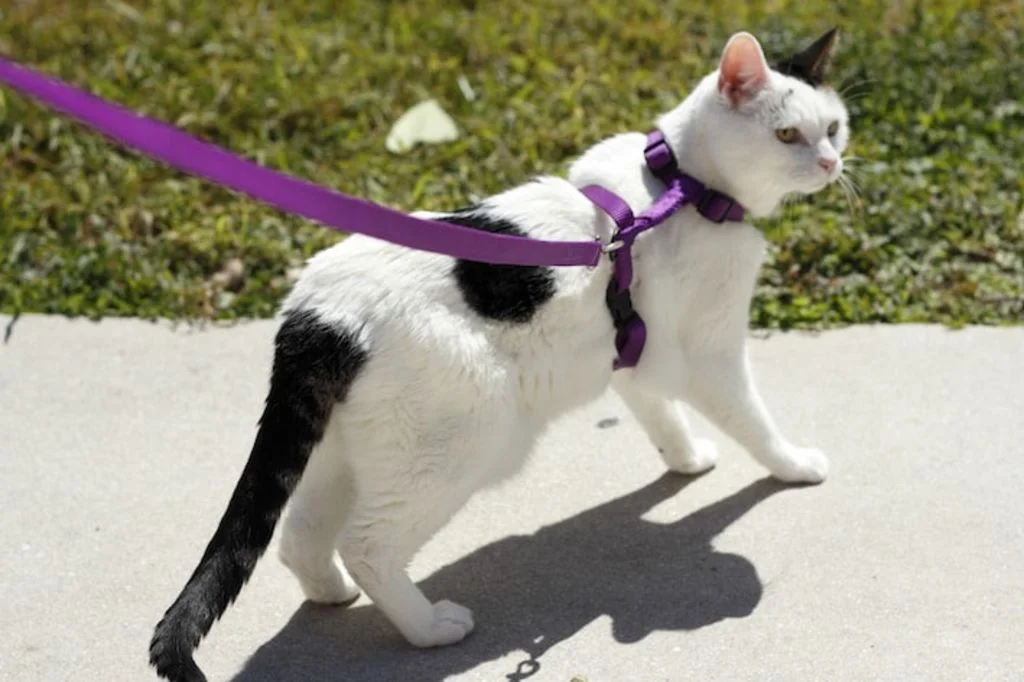 promener_son_chat_en_laisse_et_harnais