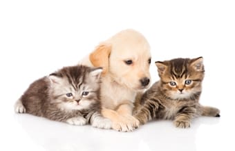 Vente de chiens et chats : 5 animaleries perquisitionnées à Paris