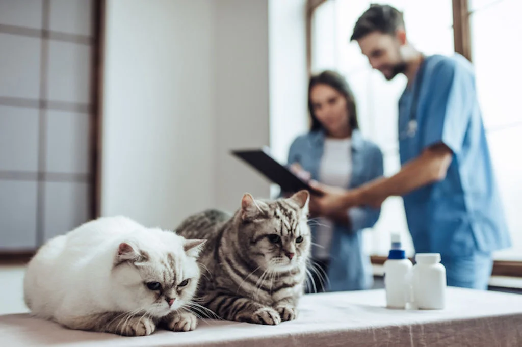 vermifuge et antipuce conseils veterinaires