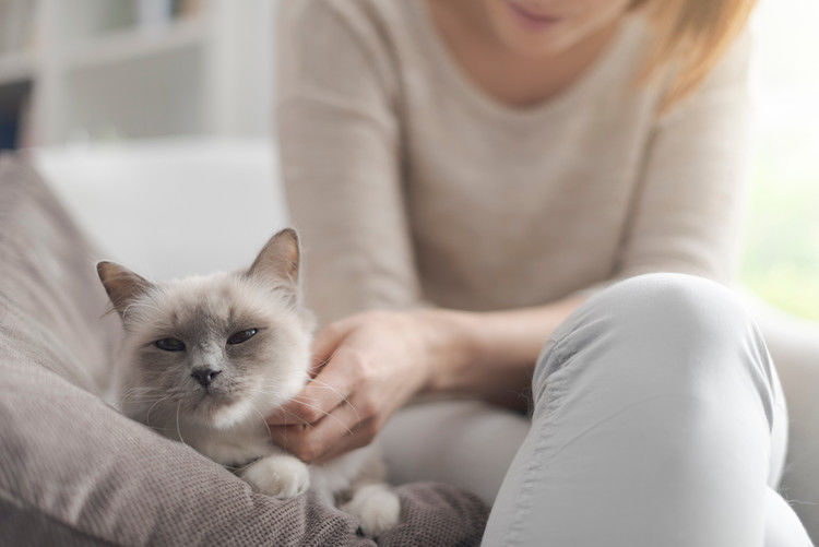 Donner des antiparasitaires internes et externes au chat en même temps : est-ce conseillé ?