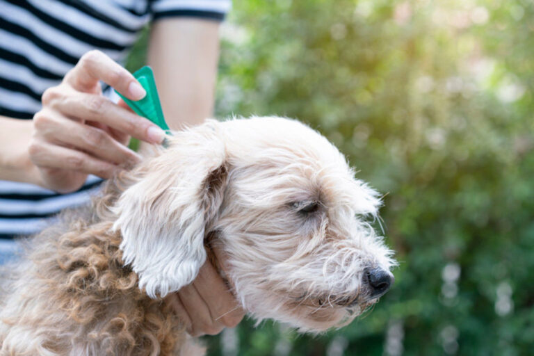 Vermifuge pour chien : un traitement indispensable